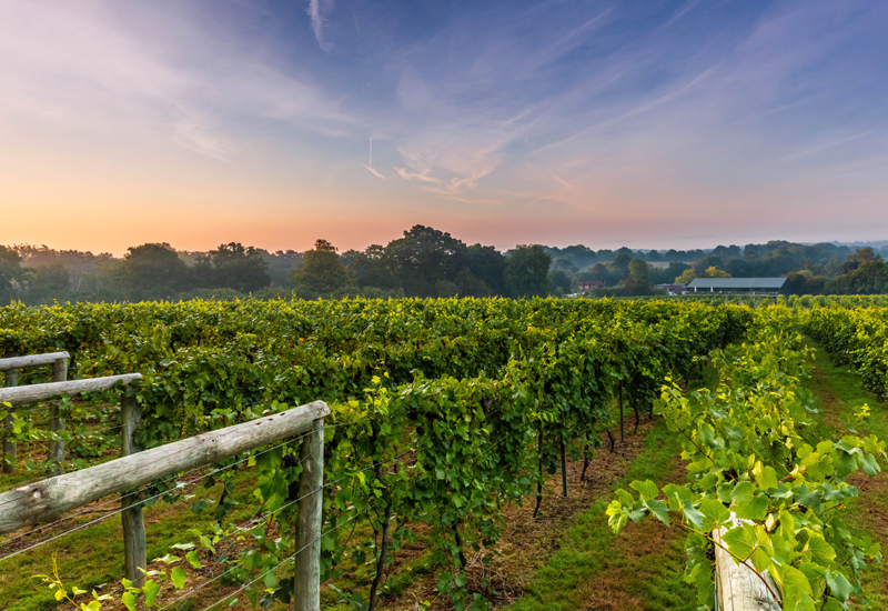 Bolney Wine Estate Vineyard