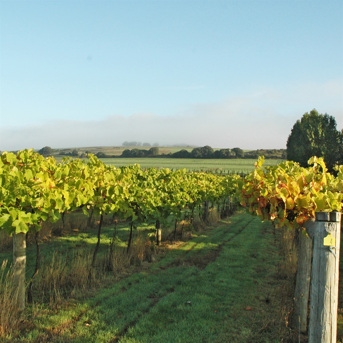 The Best Vineyards in Sussex!